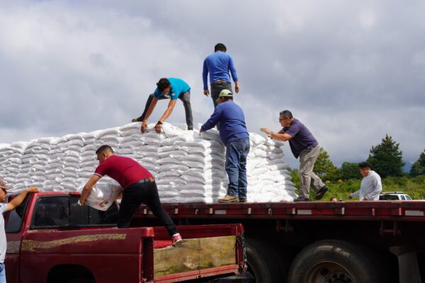Apoyando al campo de Tancítaro